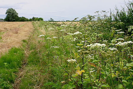 Trackbed west of Lechlade